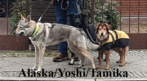 Alaska + Yoshi + Tamika